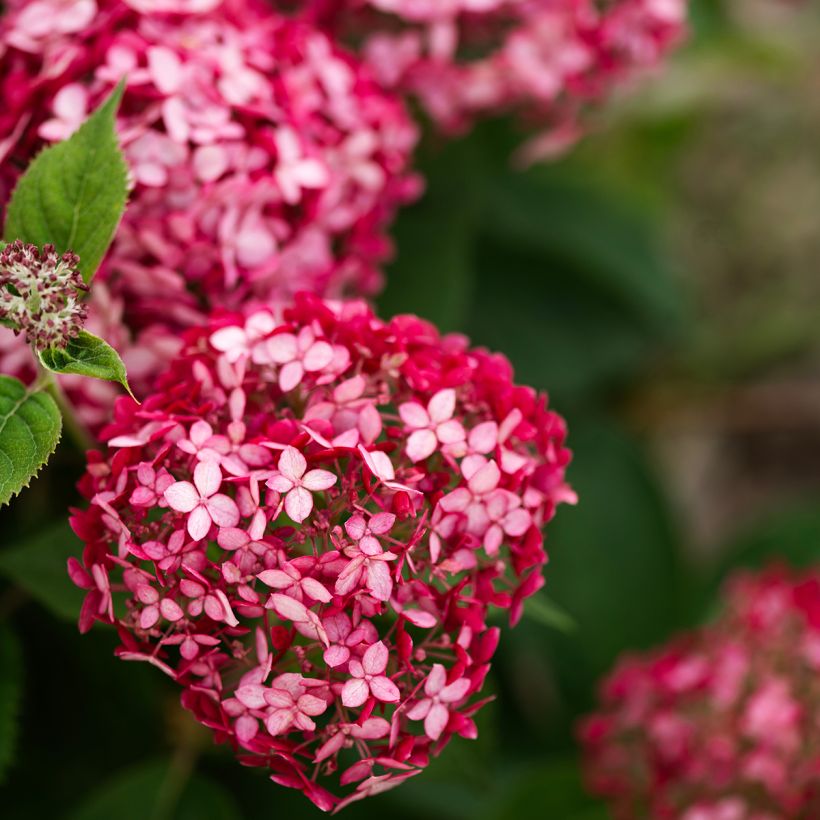 Hydrangea arborescens Ruby Annabelle - Ortensia (Fioritura)