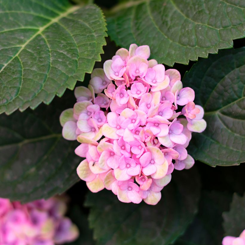 Hydrangea arborescens Sweet Annabelle - Ortensia (Fogliame)