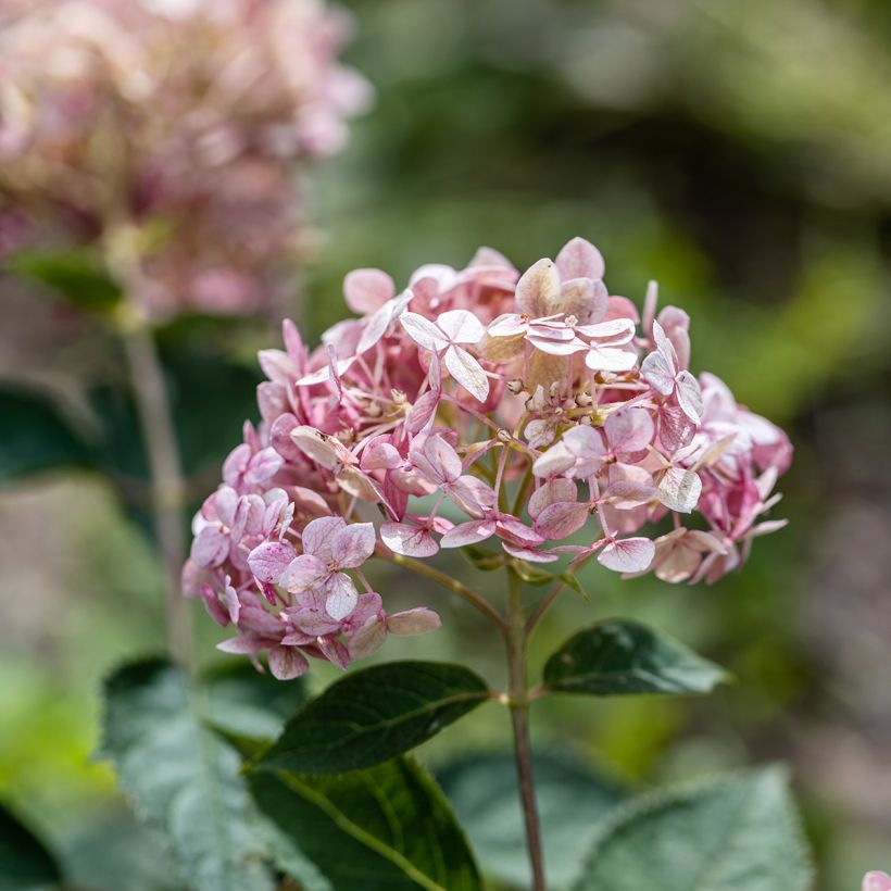 Hydrangea arborescens Sweet Annabelle - Ortensia (Fioritura)