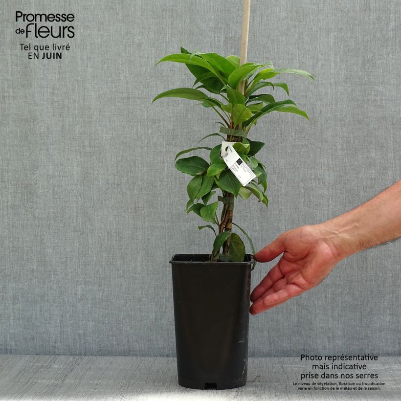 Example of Hydrangea seemanii - Ortensia rampicante Vaso da 2L/3L as you get in printemps