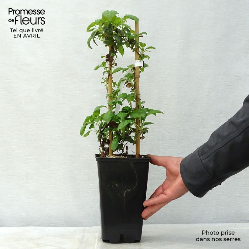 Example of Hydrangea anomala subsp. petiolaris Winter Surprise - Ortensia rampicante Vaso da 2L/3L as you get in printemps