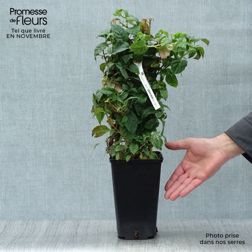 Esemplare di Hydrangea anomala subsp. petiolaris Winter Surprise - Ortensia rampicante Vaso da 2L/3L come consegnato in autunno