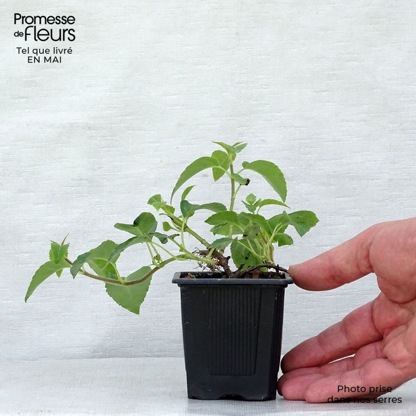 Example of Hydrangea anomala subsp. petiolaris - Ortensia rampicante Vasetto da 8/9 cm as you get in printemps