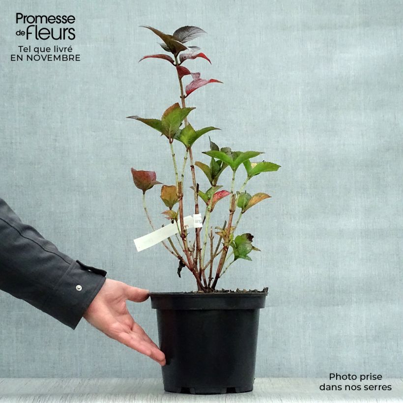 Esemplare di Hydrangea Daredevil - Ortensia Vaso da 3L/4L come consegnato in autunno