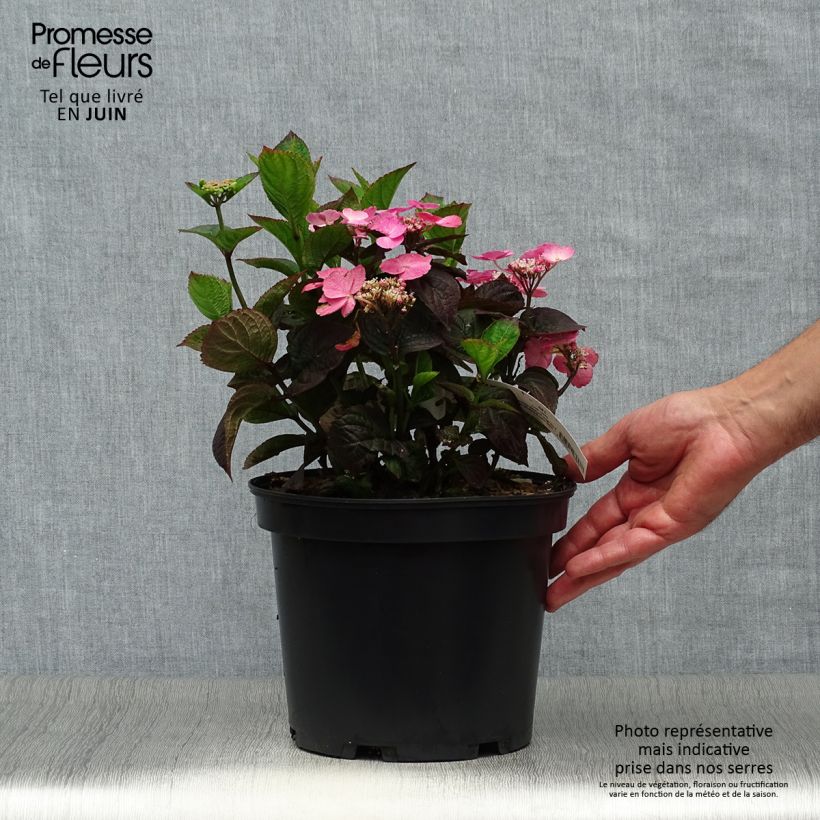 Esemplare di Hydrangea Daredevil - Ortensia Vaso da 3L/4L consegnato in estate
