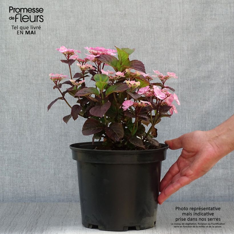 Hydrangea Daredevil - Ortensia Vaso da 3L/4L esemplare consegnato in primavera