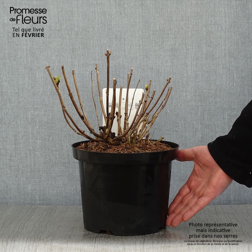 Hydrangea macrophylla Ankong - Ortensia Vaso da 4L/5L esemplare consegnato in inverno