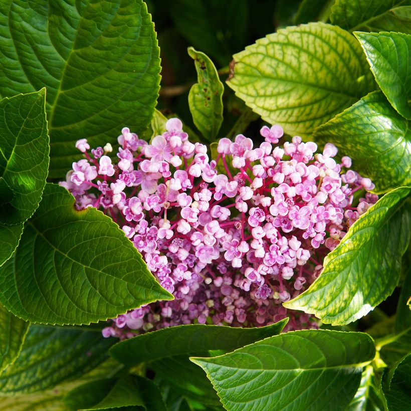 Hydrangea macrophylla Ayesha - Ortensia (Foliage)