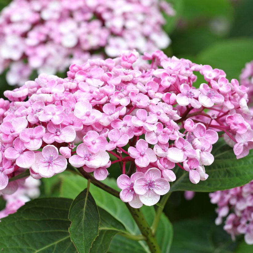 Hydrangea macrophylla Ayesha - Ortensia (Flowering)