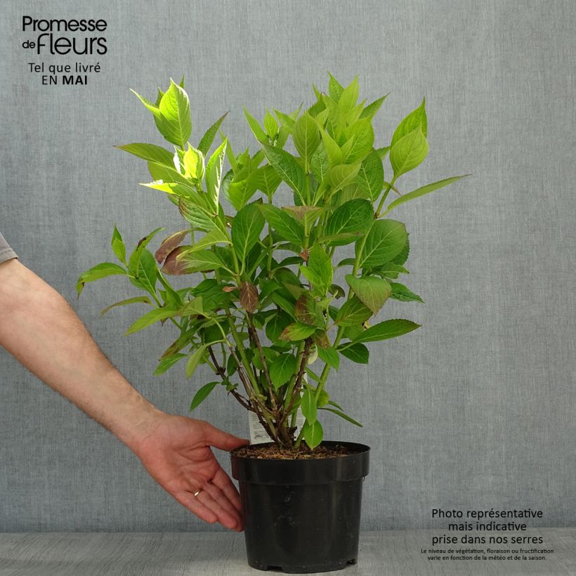 Hydrangea macrophylla Cloudi - Ortensia Vaso da 3L/4L esemplare consegnato in primavera