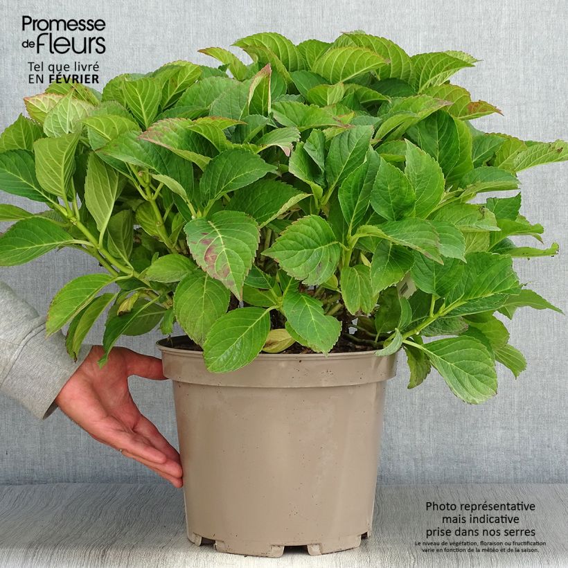 Esemplare di Hydrangea macrophylla Eughen Hahn - Ortensia Vaso da 7,5L/10L come consegnato in autunno