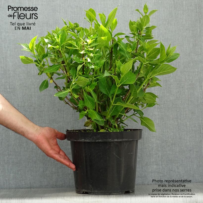 Hydrangea macrophylla Lanarth White - Ortensia Vaso da 7,5L/10L esemplare consegnato in primavera