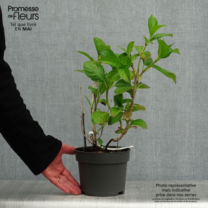 Hydrangea macrophylla Mariesii Perfecta - Ortensia Vaso da 2L/3L esemplare consegnato in primavera