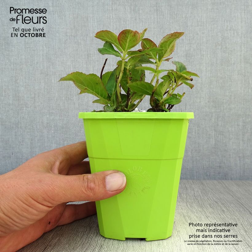 Esemplare di Hydrangea macrophylla Miss Saori - Ortensia Vaso da 1L/1,5L come consegnato in autunno