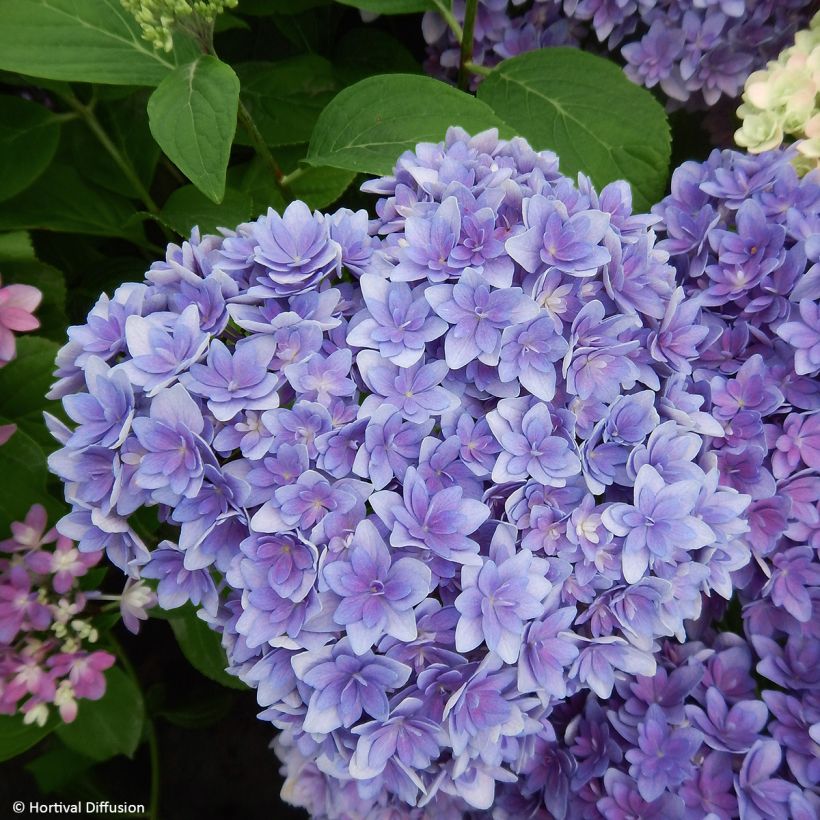 Hydrangea macrophylla Stellar Blue - Ortensia (Flowering)