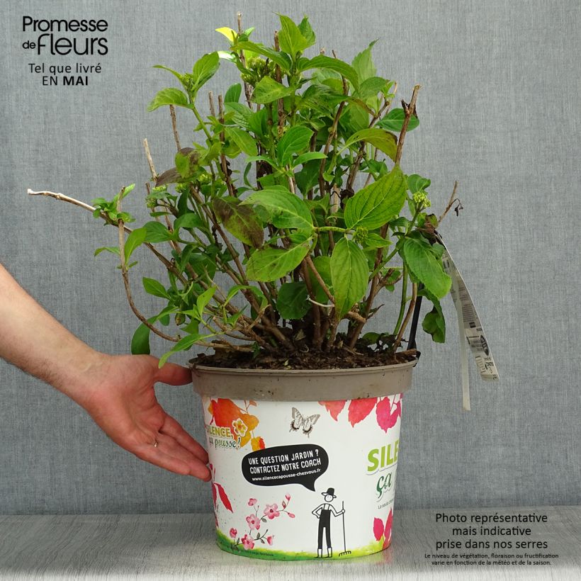 Example of Hydrangea macrophylla Stellar Blue - Ortensia Vaso da 7,5L/10L as you get in printemps