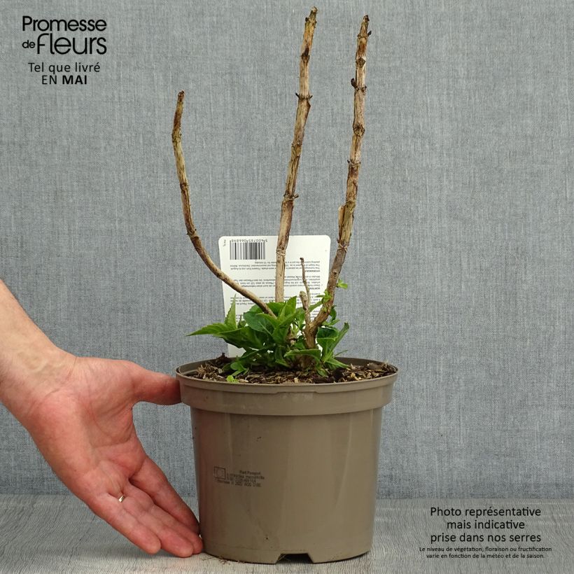 Hydrangea macrophylla Teller Blue - Ortensia Vaso da 2L/3L esemplare consegnato in primavera