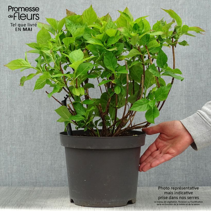 Hydrangea macrophylla Teller Blue - Ortensia Vaso da 7,5L/10L esemplare consegnato in primavera