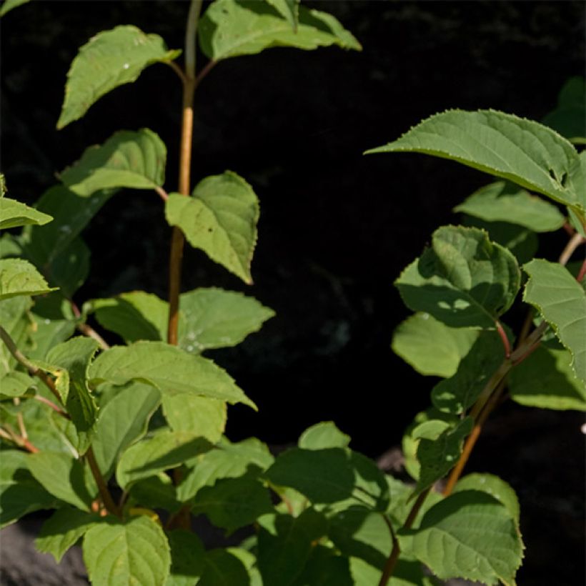 Hydrangea paniculata Burgondy Lace - Ortensia paniculata (Fogliame)