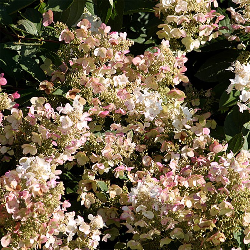 Hydrangea paniculata Burgondy Lace - Ortensia paniculata (Fioritura)