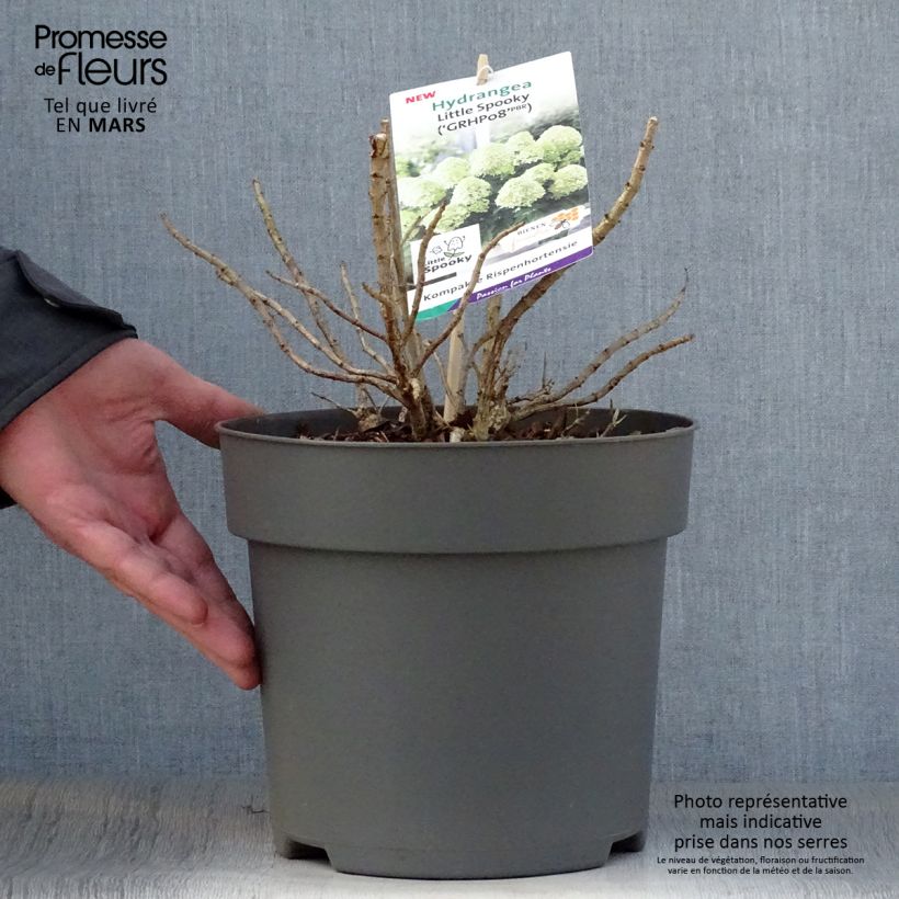 Hydrangea paniculata Little Spooky - Ortensia paniculata Vaso da 3L/4L esemplare consegnato in primavera