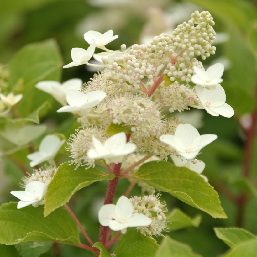Hydrangea paniculata Tardiva - Ortensia paniculata (Flowering)