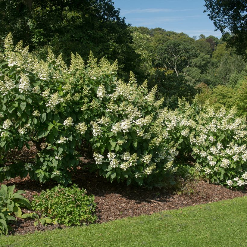 Hydrangea paniculata Tardiva - Ortensia paniculata (Plant habit)