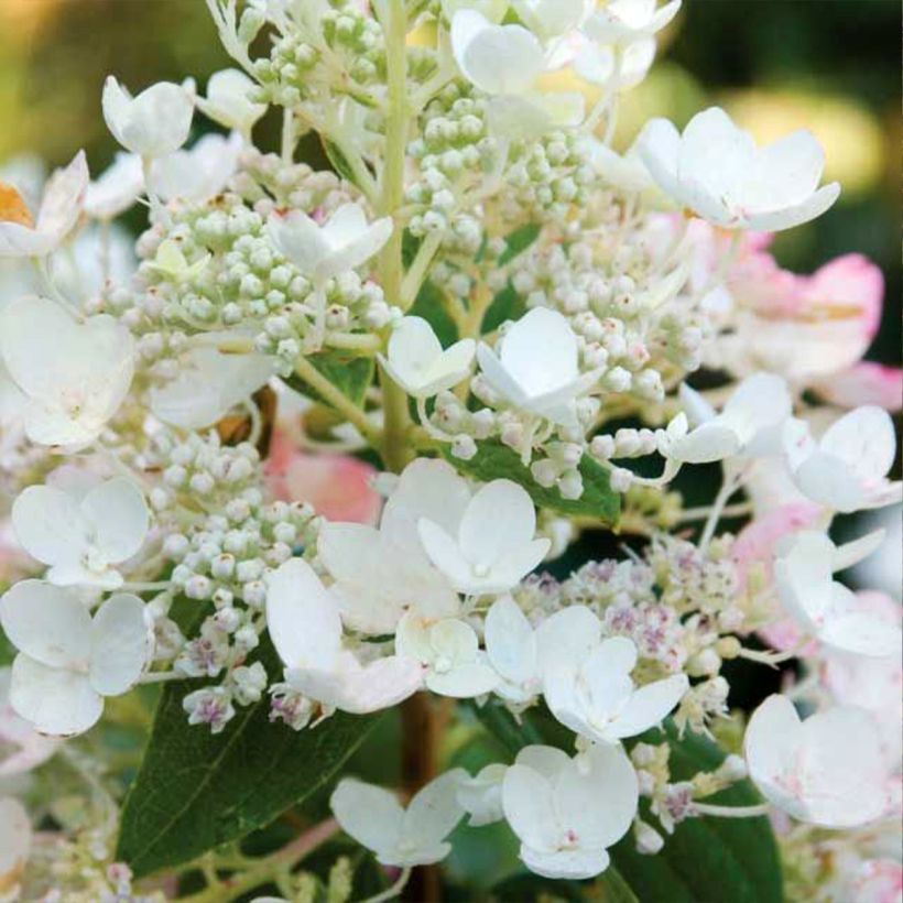 Hydrangea paniculata Tickled Pink - Ortensia paniculata (Fioritura)