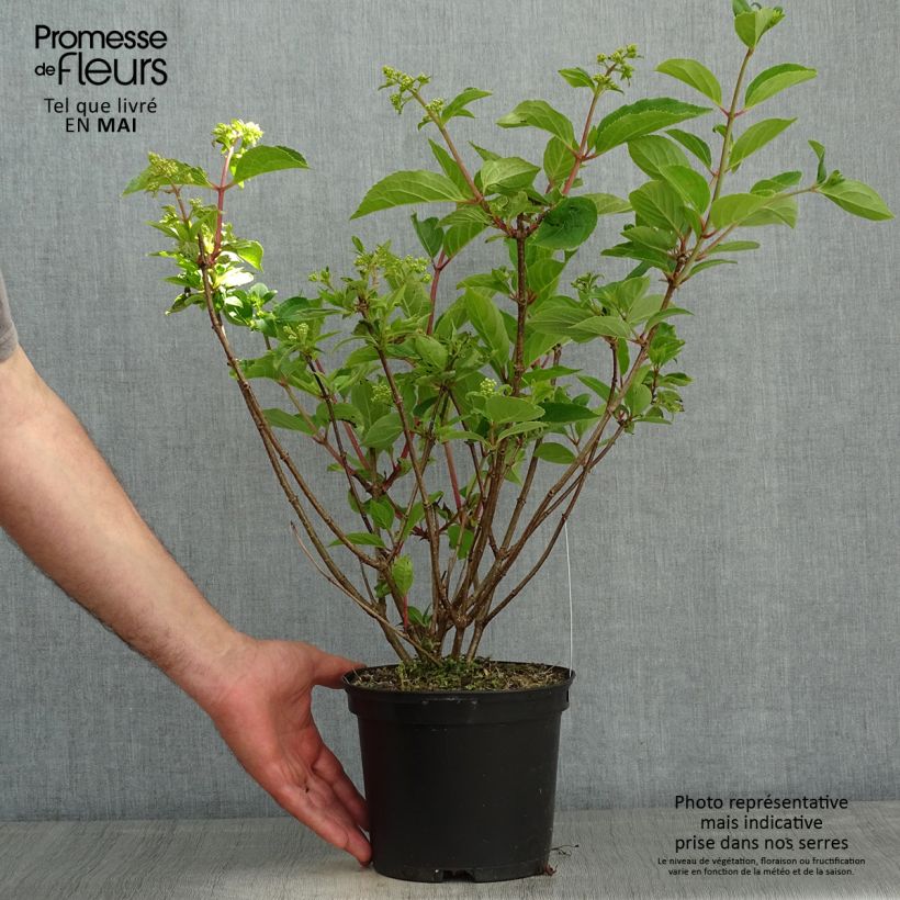 Example of Hydrangea paniculata Dharuma - Ortensia paniculata Vaso da 2L/3L as you get in printemps