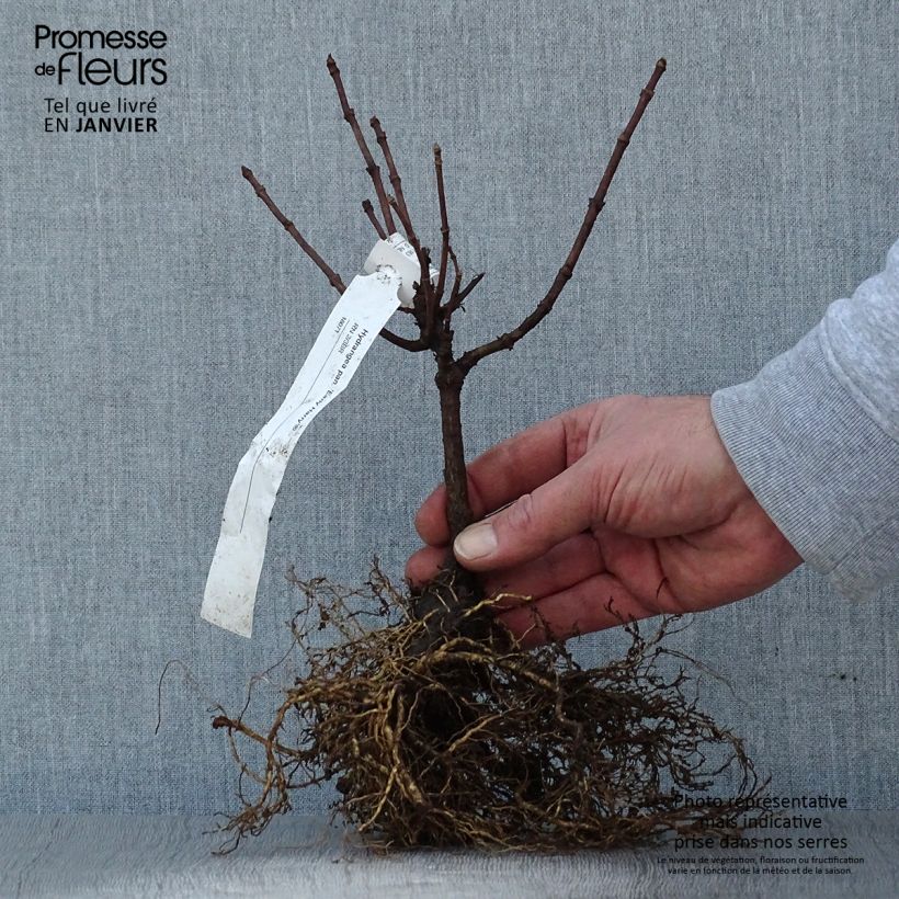 Example of Hydrangea paniculata Early Harry - Ortensia paniculata Piante piccole a radice nuda as you get in hiver
