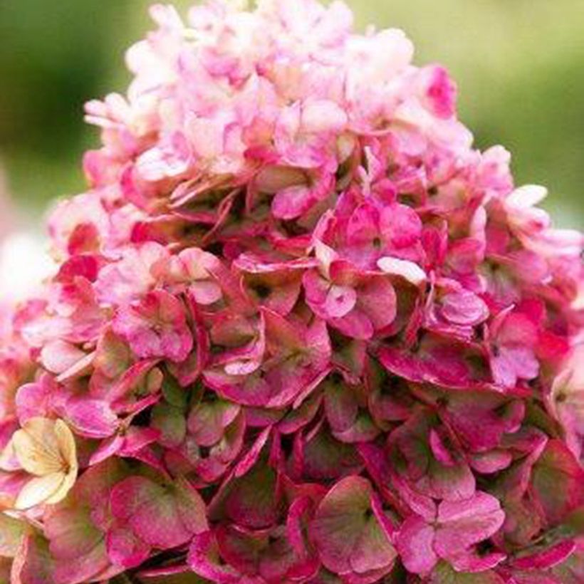 Hydrangea paniculata Living Pinky Promise - Ortensia paniculata (Flowering)