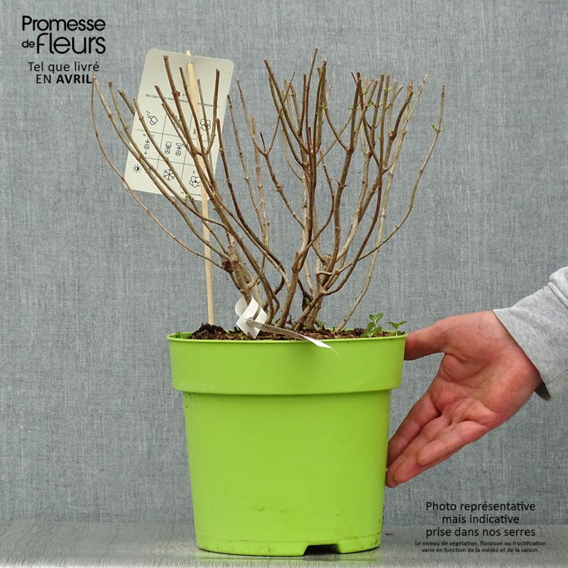 Hydrangea paniculata Pandora - Ortensia paniculata Vaso da 6L/7L esemplare consegnato in primavera