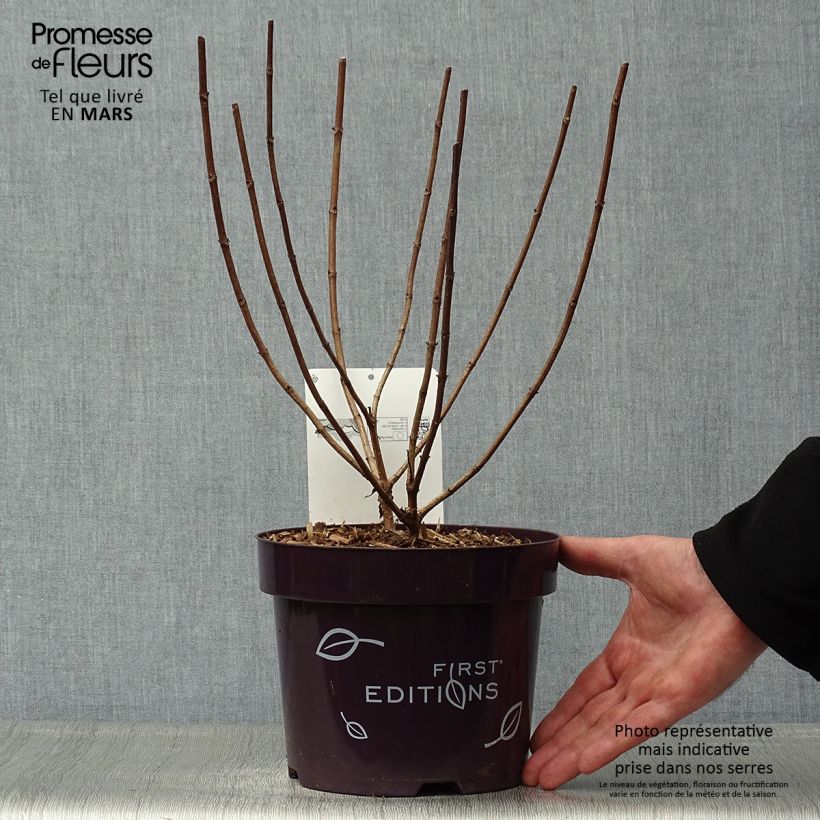 Hydrangea paniculata Tickled Pink - Ortensia paniculata Vaso da 2L/3L esemplare consegnato in primavera