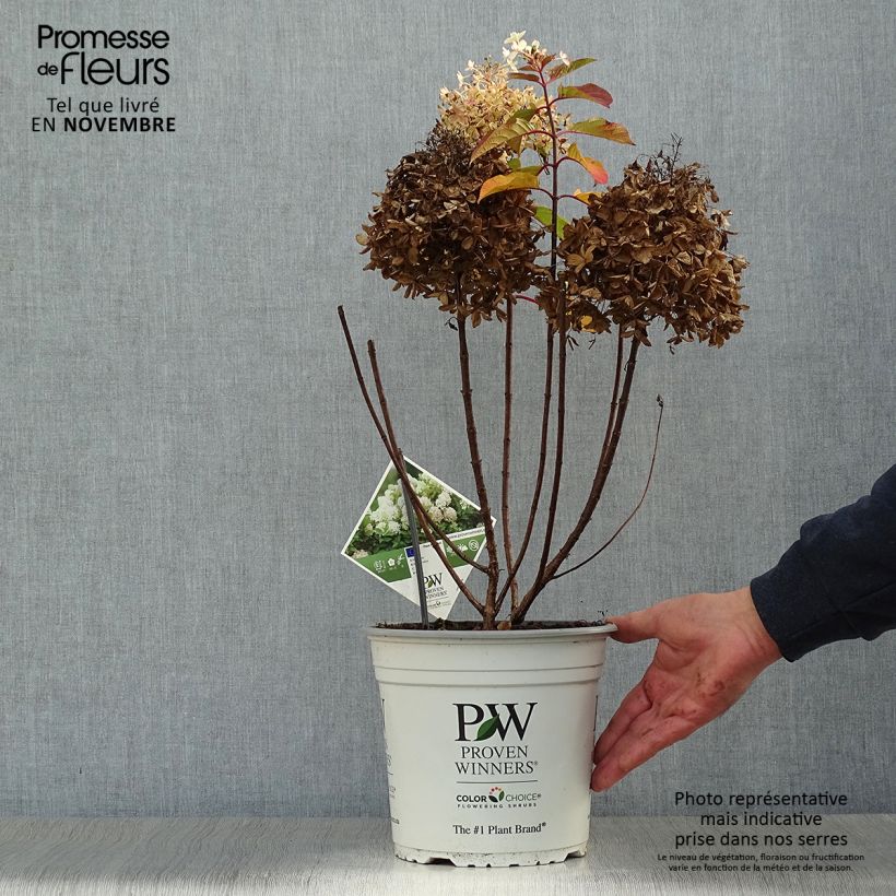 Esemplare di Hydrangea paniculata Fire Light Tidbit - Ortensia paniculata Vaso da 4L/5L come consegnato in autunno