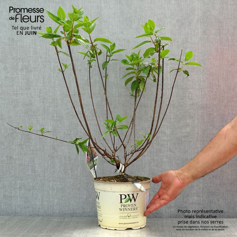 Hydrangea paniculata Fire Light Tidbit - Ortensia paniculata Vaso da 4L/5L esemplare consegnato in primavera
