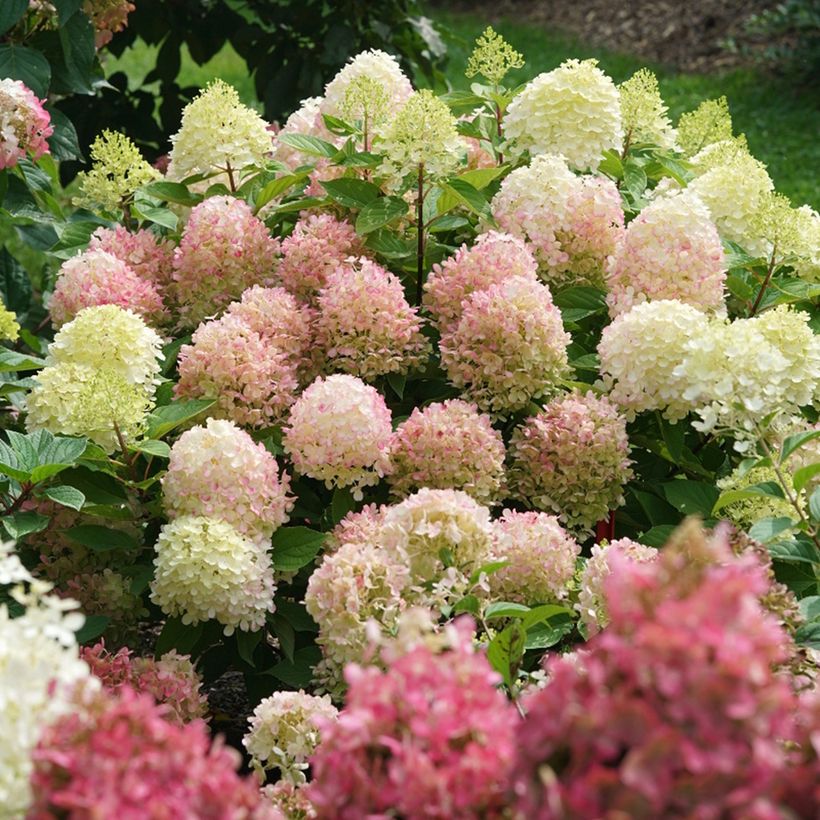 Hydrangea paniculata Fire Light Tidbit - Ortensia paniculata (Porto)