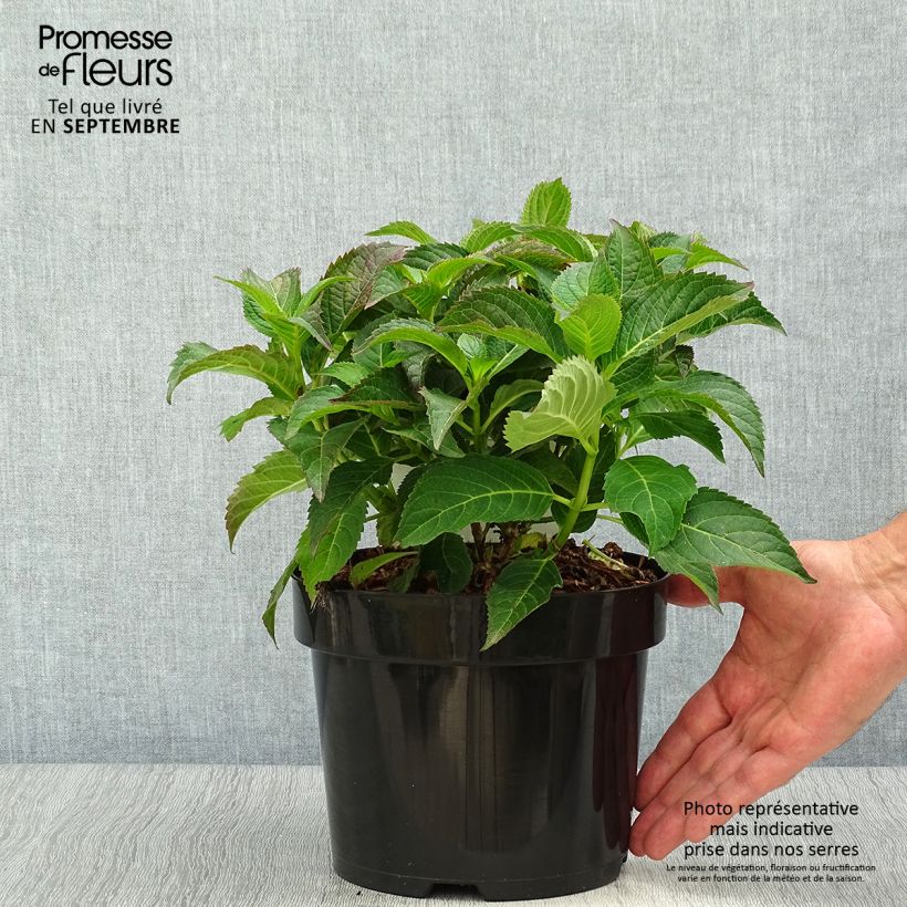 Esemplare di Hydrangea serrata Annie's Blue - Ortensia Vaso da 2L/3L come consegnato in autunno