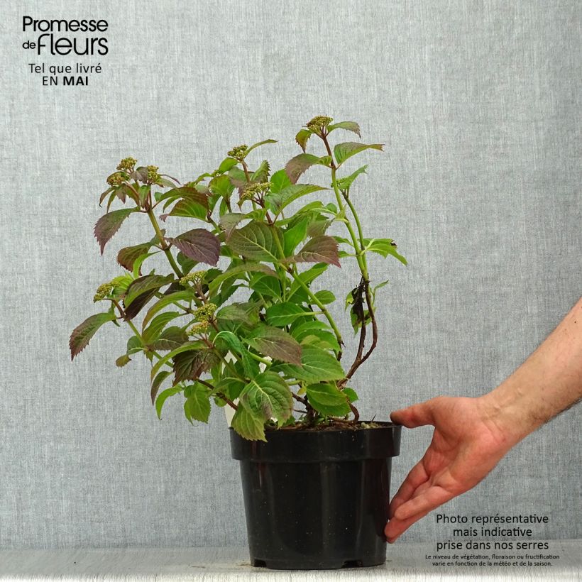 Example of Hydrangea serrata Annie's Blue - Ortensia Vaso da 2L/3L as you get in printemps