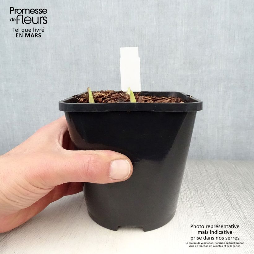 Example of Hosta Adorable Vaso da 1,5L/2L as you get in printemps