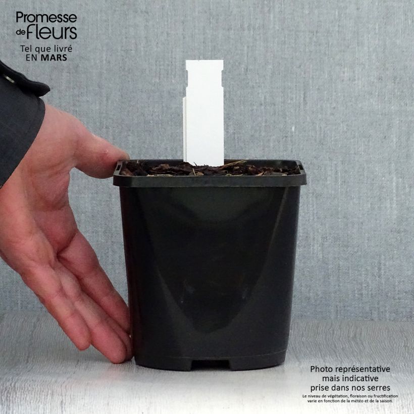 Hosta Alligator Alley Vaso da 1,5L/2L esemplare consegnato in primavera