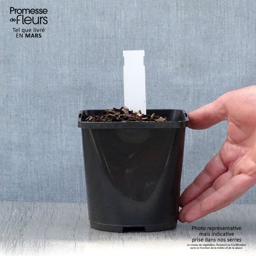 Hosta Almost Vaso da 1,5L/2L esemplare consegnato in primavera