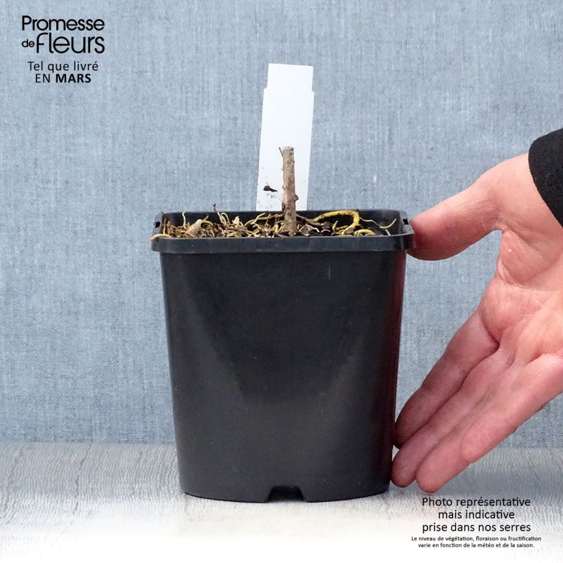 Hosta Amalia Vaso da 1,5L/2L esemplare consegnato in primavera