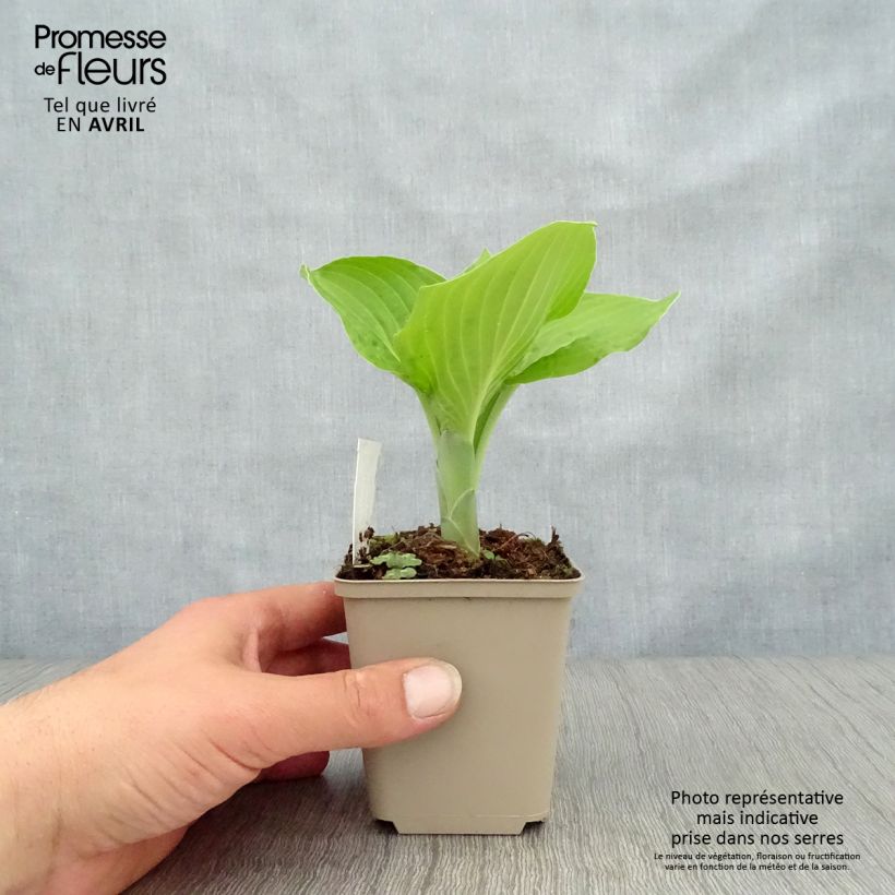 Example of Hosta August Moon Vasetto da 8/9 cm as you get in printemps