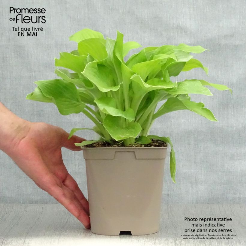 Example of Hosta August Moon Vaso da 2L/3L as you get in printemps