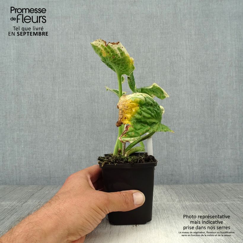 Esemplare di Hosta Austin Dickinson Vasetto da 8/9 cm come consegnato in autunno