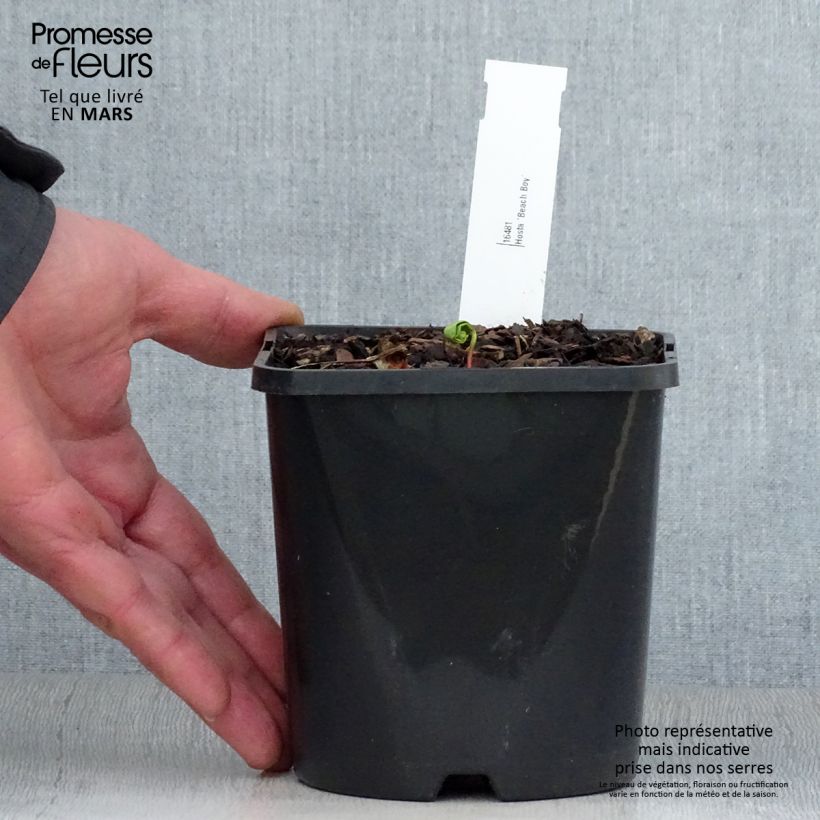 Hosta Beach Boy Vaso da 1,5L/2L esemplare consegnato in primavera