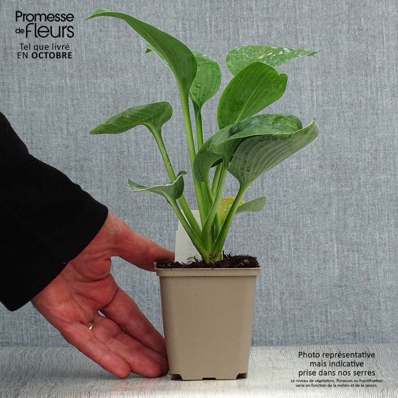 Esemplare di Hosta Big Mama Vasetto da 8/9 cm come consegnato in autunno