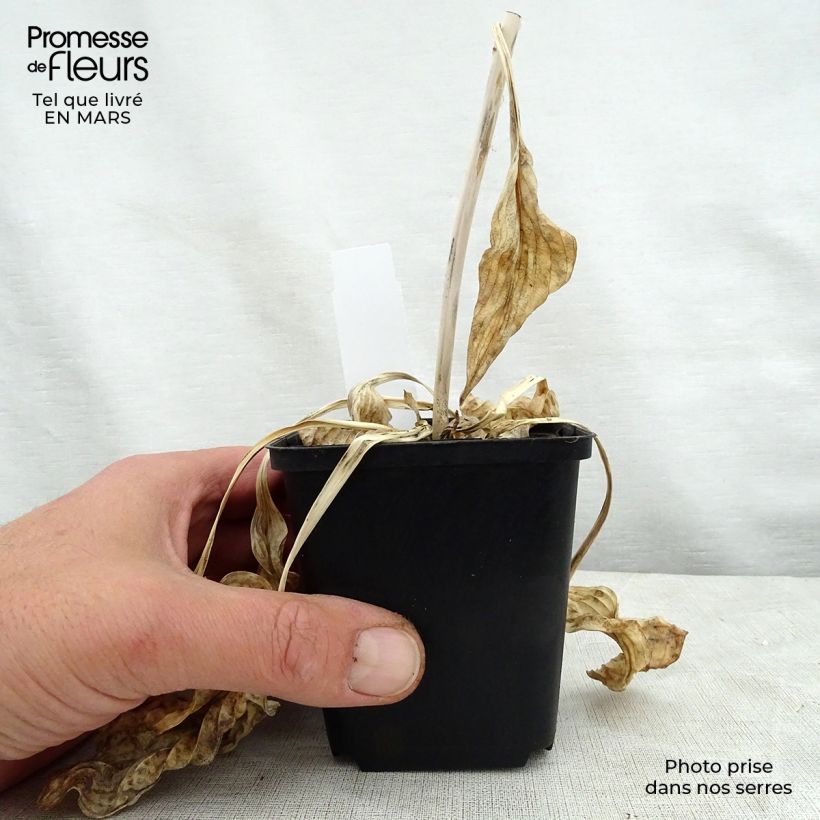 Example of Hosta Hosta Blue Cadet Vasetto da 8/9 cm as you get in printemps