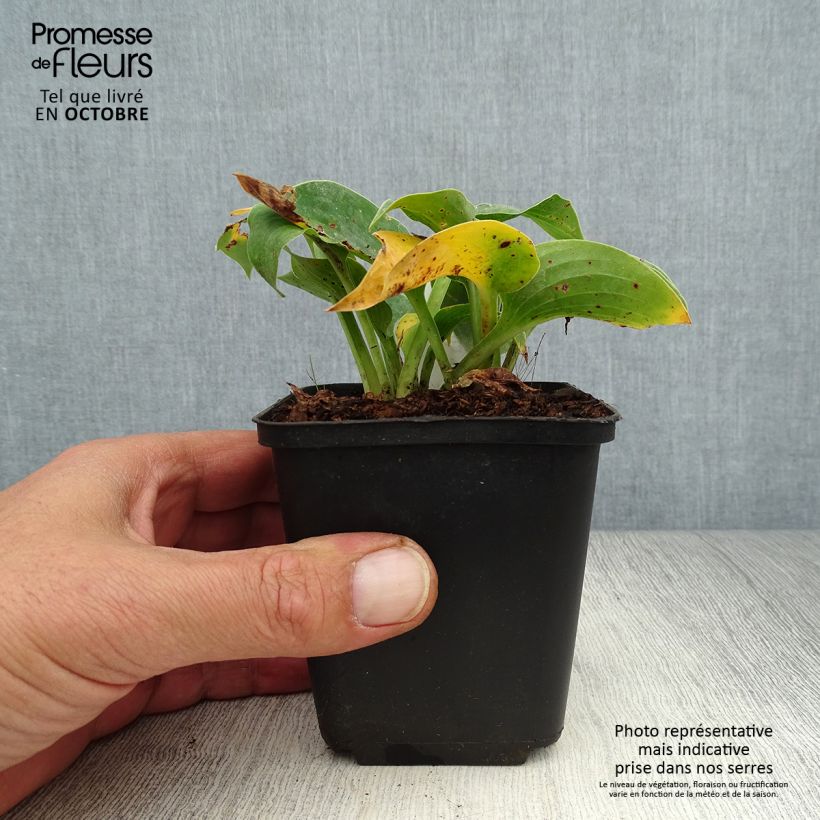 Esemplare di Hosta Blue Cadet Vasetto da 8/9 cm come consegnato in autunno