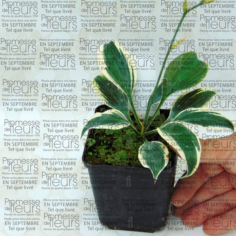 Esempio di esemplare Hosta tardiana Blue Ivory Vasetto da 8/9 cm come consegnato